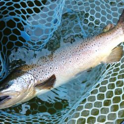 アタリ連発！ ～岡崎トラウトポンド～